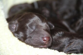 Flat coated retriever - 4