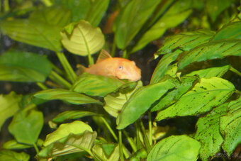 Prísavníky L 144 a rastlinky - 4