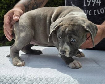 American Bully xl - 4