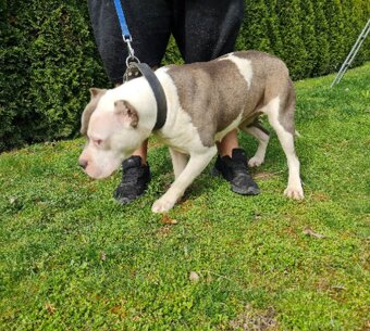 American Bully xl - 4