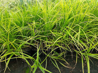Ostrica palmová - 4