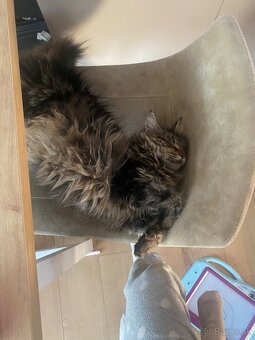 mačiatka Maine Coon/Nórska lesná + veľký domáci kocúr - 4