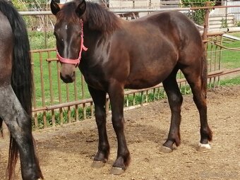 Percheron na predaj - 4