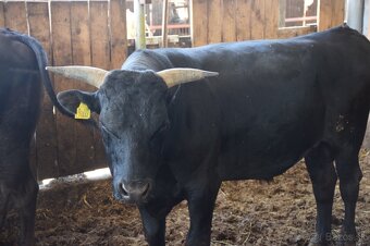 Plemenny byk wagyu - 4