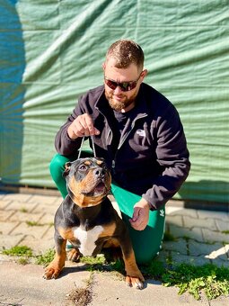 American bully xl/xxl - 4