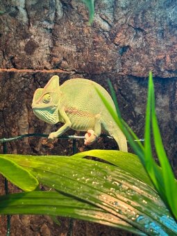 Predám chameleóny jemenské (Chamaeleo calyptratus) - 4