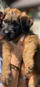 Briard s PP - 4