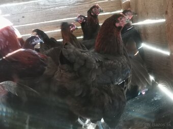 Mladky marans medenokrky - 4