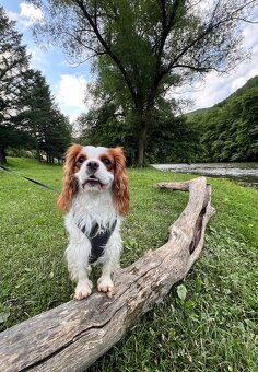 Cavalier - Hľadáme fenku na krytie - 4