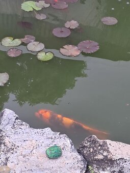 Koi kapre - 4