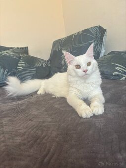 Maine Coon, Kocúrik na krytie - 4