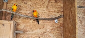 Aratinga Slnecna - 4