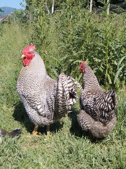 Amrokska pásikavá - kvočka + 11 kuriatok - 4