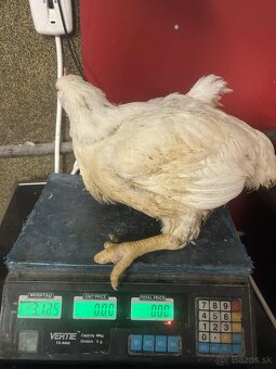 Brojlrove kurence - 4