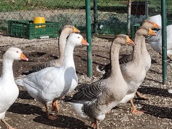 Tulúzska hus , Slovenská biela hus - 4