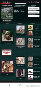 American bully - 4