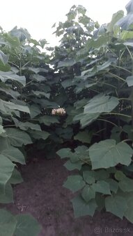 Paulownia Shan Tong  Agát sadenice - 4