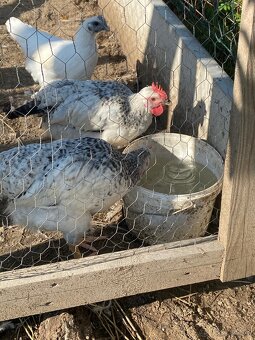 Kohút Dominant GS - 4