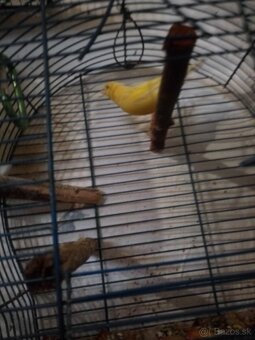 Predám kanáriky - 4