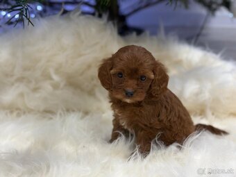 Cavapoo - 4