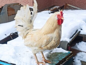 Predám kohúta Pavlovski - 4
