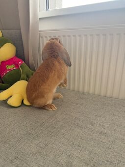 Darujem zajačika do dobrých rúk - 4