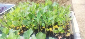 PRIESADY PLANTY - 4