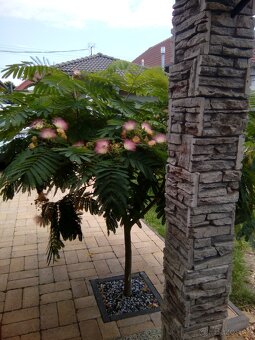 Albizia zelena-perzský hodvábny strom - 4