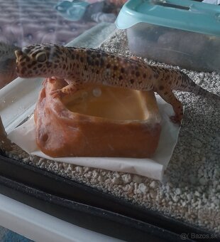 Gekončík nočný - 4