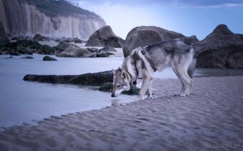Saarloosov vlčiak - 4