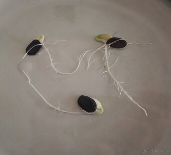 Lufa valcovitá (semená) - 4