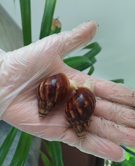 🐌lissachatina fulica albino body🐌 - 4