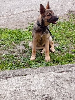 Belgický ovčiak - 4