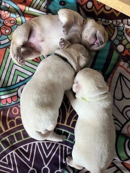 labradorský retriever FCI - žlté šteniatka - otec Grand šamp - 4