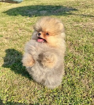 Pomeranian s PP FCI - 4