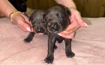 Cane Corso šteniatka - 4