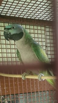 Alexander činsky - 4