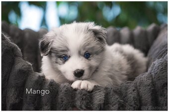 Border Collie Border Kolia s PP FCI  barva Blue Merle - 4