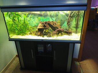 Predám rodinu cichlíd malawi Yellow vs Jalo Reef - 4