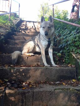 Darujem do dobrych rúk Československého vlčiaka s PP - 4