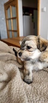 Havanský psík/ Bichon Havanais s PP - 4