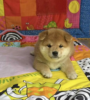 Shiba   s PP / FCI / - 4