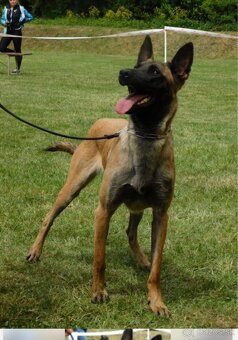 Belgický ovčiak Malinois s PP - 4