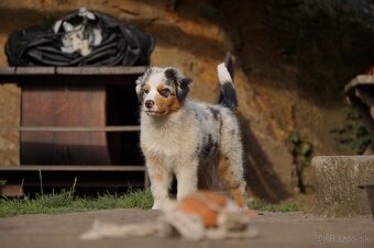 Australský ovčák s PP - 4