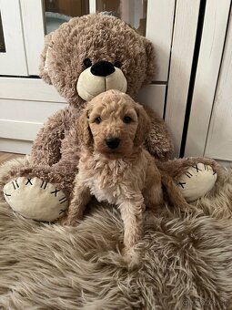 Goldendoodle F2 - 4