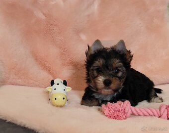 Yorkshire terrier - 4