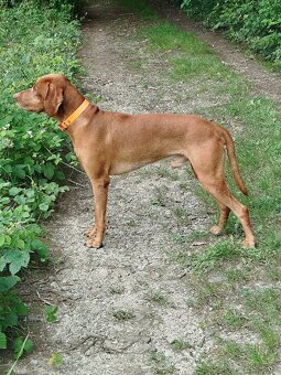 Maďarská vyžla , krytie - 4