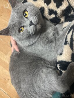 Britské mačiatka - 4