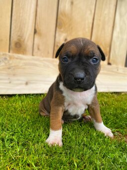 🐶 Americký stafordšírsky teriér (Amstaff, staford) - 4