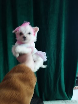 pomeranian civava - 4